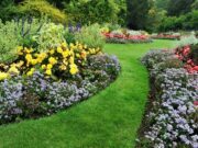 How To Grow the Best Garden Around? Garden