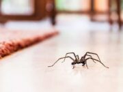 Benefits of Hiring a Professional for Spider Extermination Spider Extermination