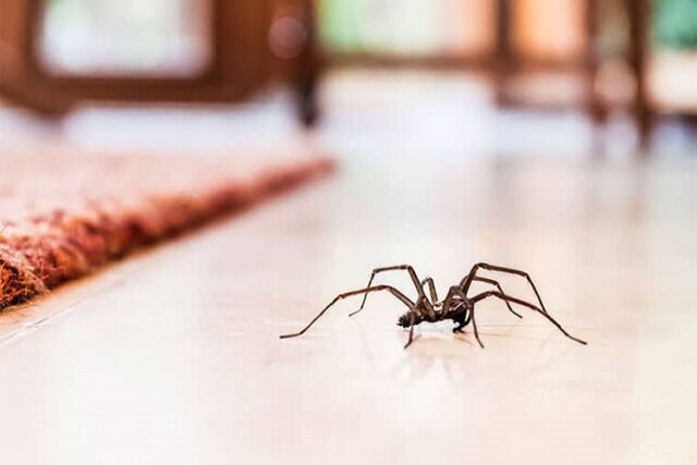 Spider Extermination